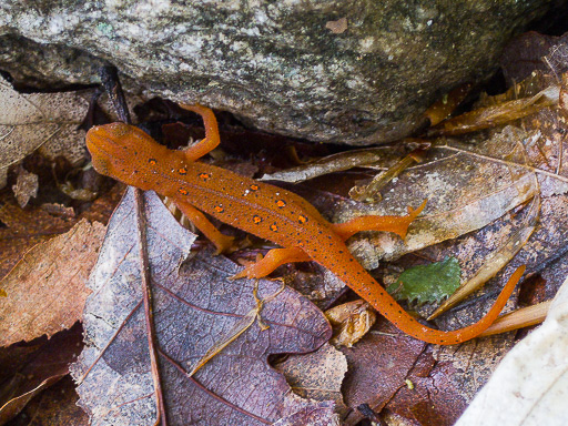 Photo of a red eft - a juvenile eastern newt (Notophthalmus viridescens)