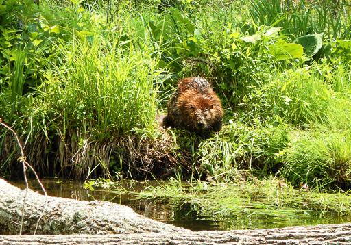 Photo of a North American beaver (Castor canadensis)