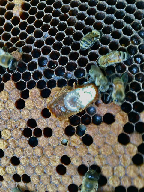 Photo of an exposed honey bee queen larva.