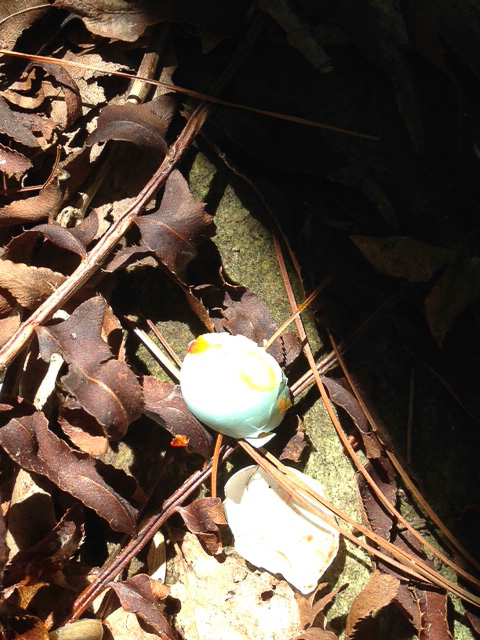 Photo of broken eastern bluebird egg