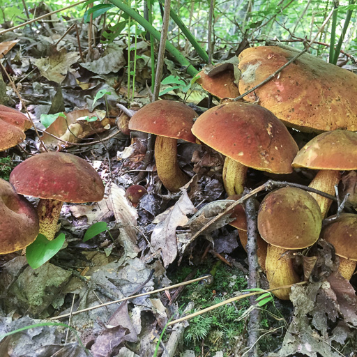 Photo of a group of reddish-brown boletes