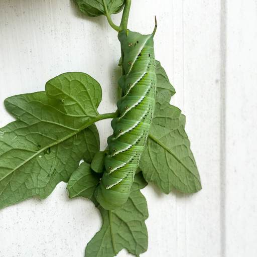 Photo of a tomato hornworm (Manduca quinquemaculata) on the underside of a tomato vine