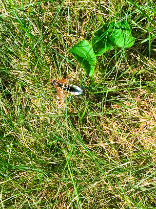 Photo of a cicada killer wasp (Sphecius speciosus) in the grass.