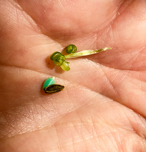 Photo of ripe and unripe jewelweed seeds on the open palm of a hand