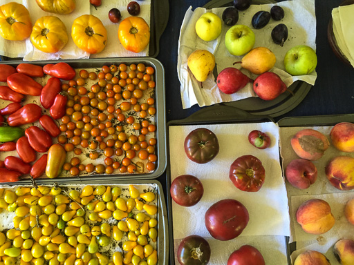 Photo of late summer harvest from home garder