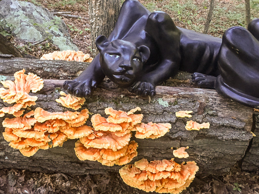 Photo of panther statue atop a log with 'chicken of the woods' mushrooms (Laetiporus sulphureus) growing on it