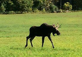 Photo of a moose (Alces alces) walking in short grass
