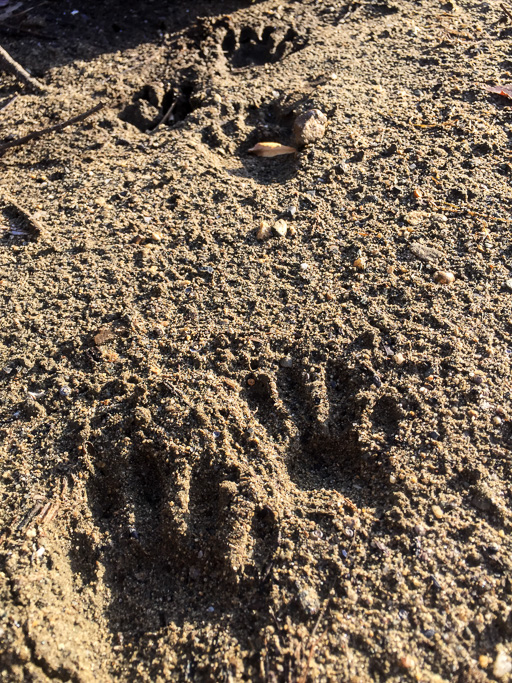 Photo of raccoon (Procyon lotor) tracks in soft, damp sand