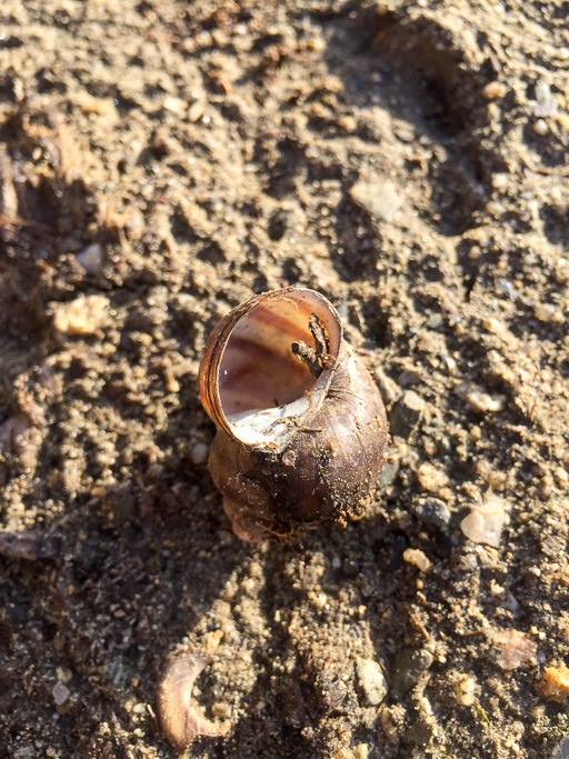 Photo of a Chinese mystery snail (Bellamya chinensis) on exposed shoreline at Lake Carmel