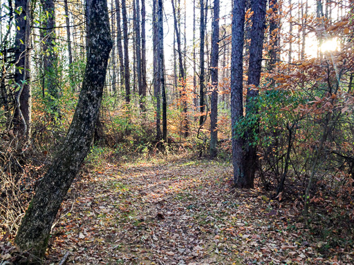 Photo of a fall woodlands trail scene