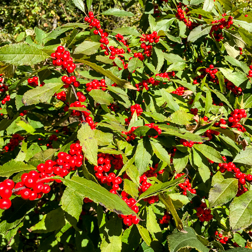 Photo of winterberry (Ilex verticillata) showing both berries and leaves