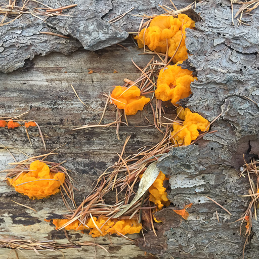 Photo of brigh orange jelly fungus (Tremella sp.) on pine log