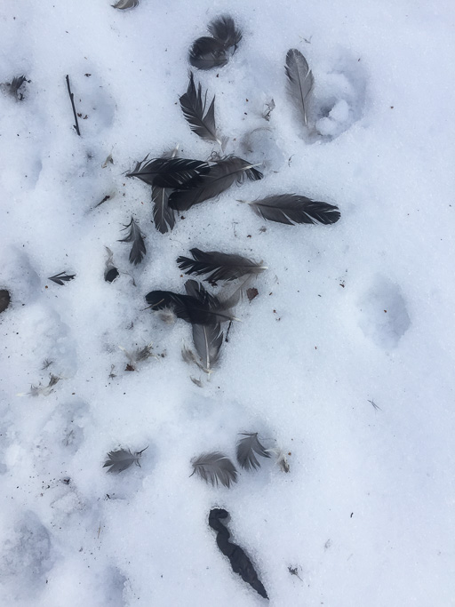 Photo of scattered feathers and animal tracks on snow