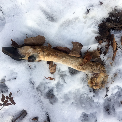 Photo of the lower portion of a gnawed-off deer's leg and hoof sitting on the snow