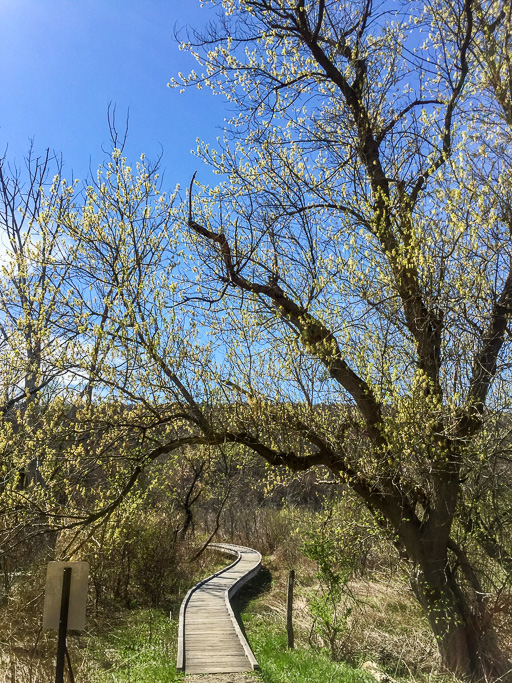Photo of boardwalk leading into a marsh in early spring