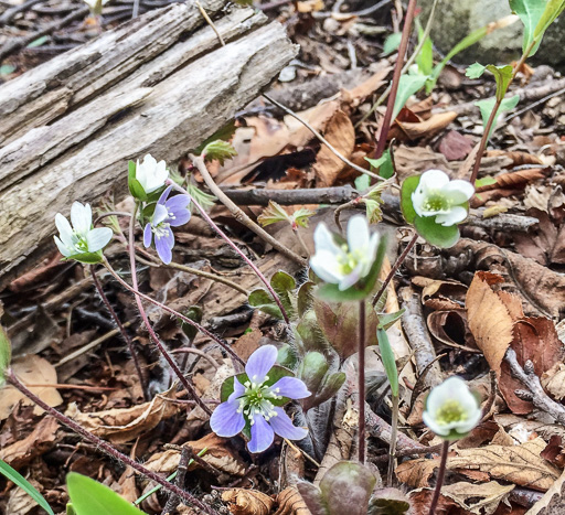 Photo of hepatica in bloom among the leaf litter
