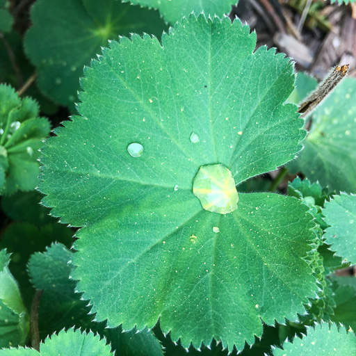 Photo of leaf with dew-drop and tree pollen