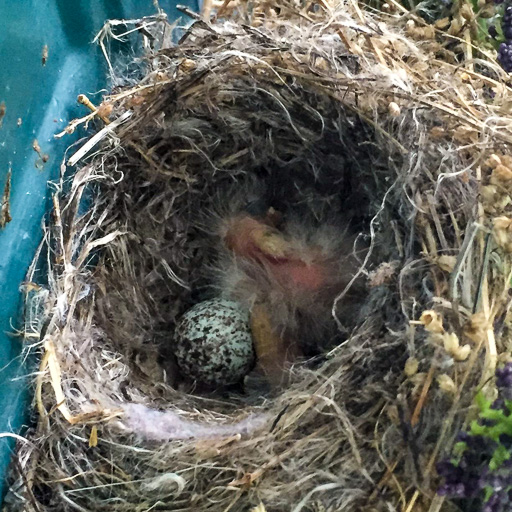 Photo of a bird nest containing a single cowbird egg