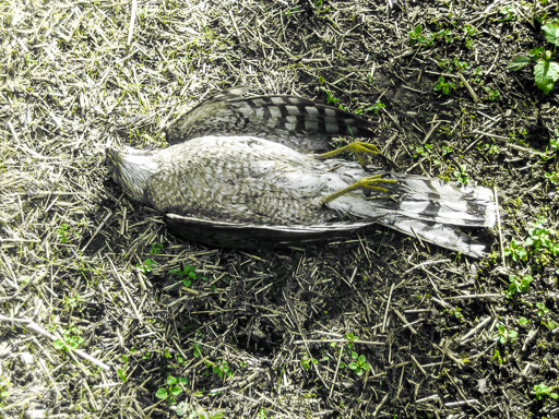 Photo of a dead Cooper's hawk on its back in the  grass