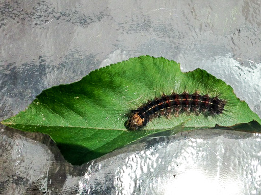 Photo of gypsy moth (Lymantria dispar dispar) caterpillar on a leaf