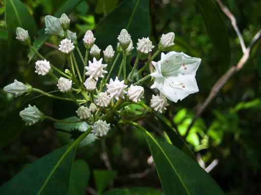Photo of mountain laurel (Kalmia latifolia) early in its annual blooming cycle