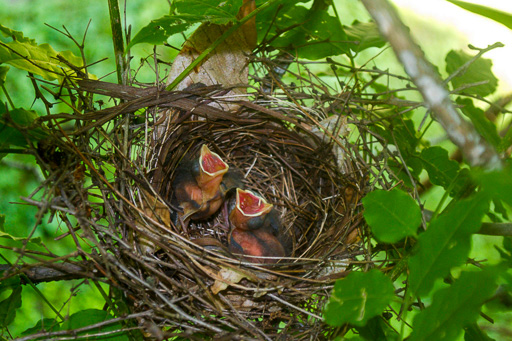 Photo of a nest of two cardinal hatchlings. Mouths open, of course.