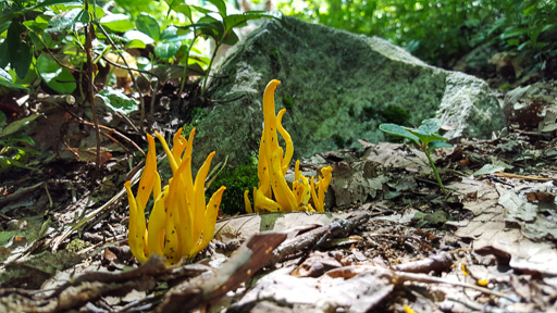 Photo of golden spindles (Clavulinopsis fusiformis) mushrooms on forest floor