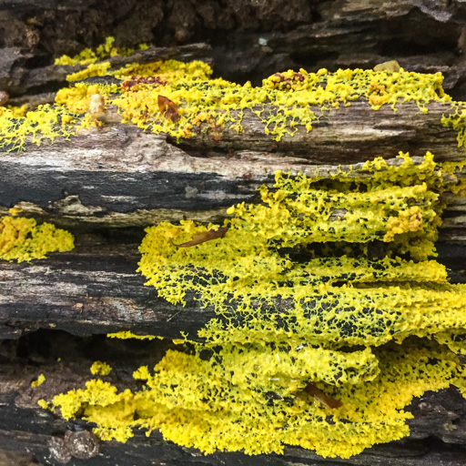 Photo of yellow slime molds growing on decaying wood