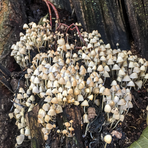 Photo of an army of tiny white mushrooms