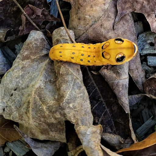 Photo of a golden-colored spicebush swallowtail (Papilio troilus) caterpillar on brown leaves