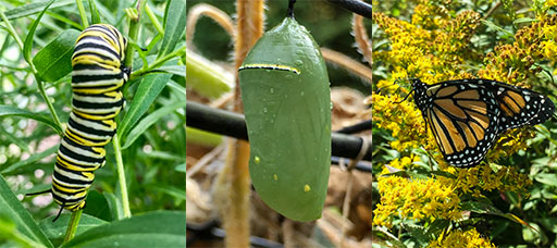 Three photos of a monarch butterfly as a caterpillar, a chrysilis and as an adult