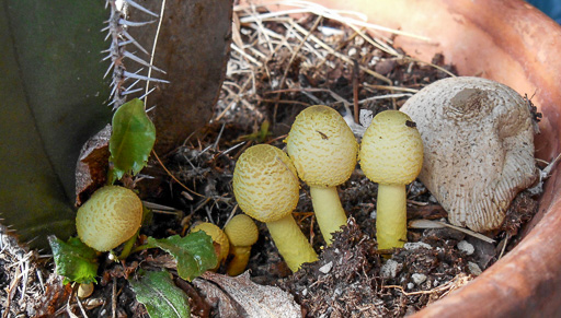 Photo of a group of 'flowerpot parasol' mushrooms (Leucocopinus birnbaumii) in a flowerpot
