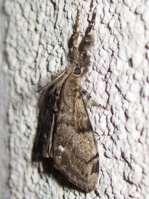 Photo of a small moth with long brushy forelegs
