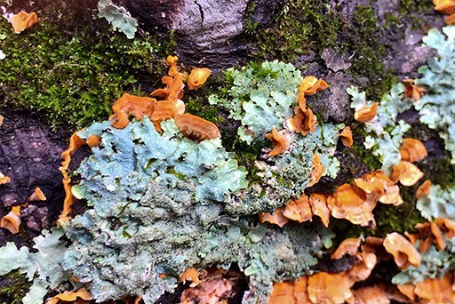 Close-up photo of subtly colored moss, lichen, and fungi