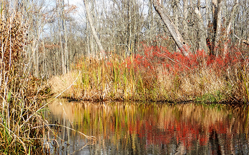 Photo of a scene in the Great Swamp showing fall colors
